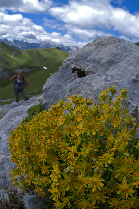 Saxifraga aizoides / Sassifraga gialla