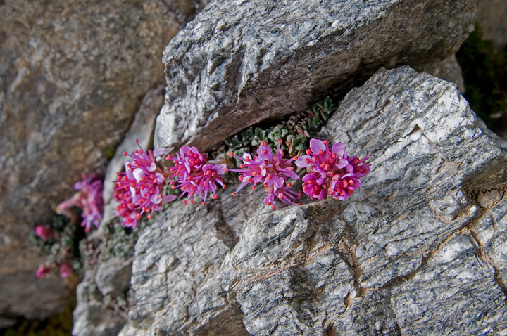 Saxifraga retusa / Sassifraga retusa