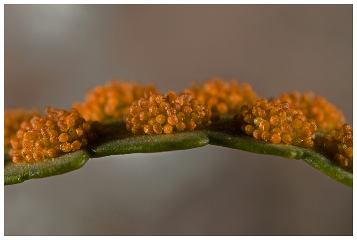 Polypodium cambricum (sori)