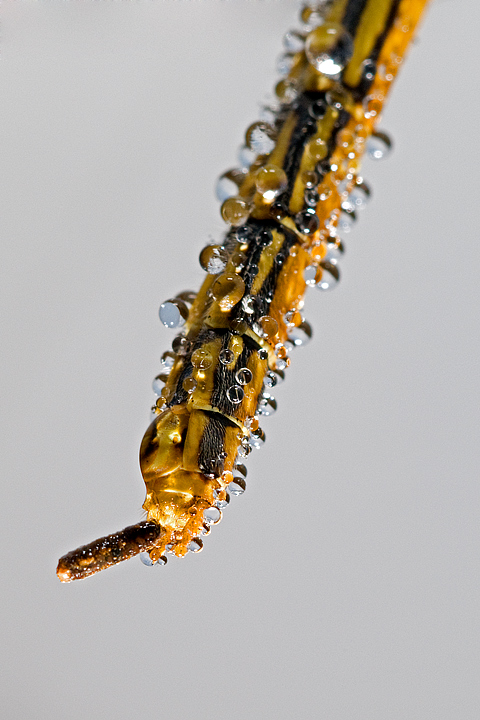 Sympetrum fonscolombii femmina