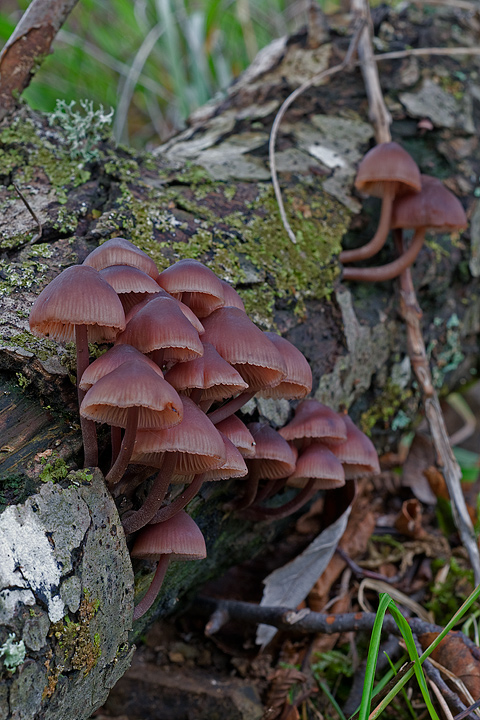 Sempre nei castagni...Mycena haematopus