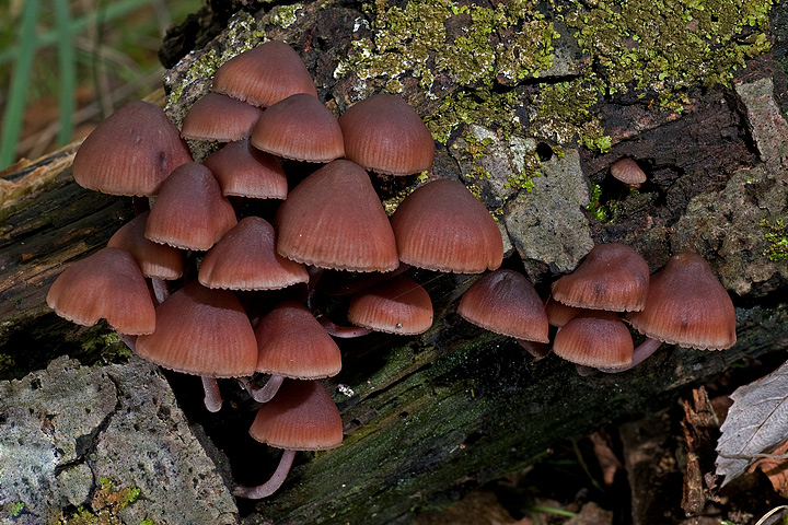 Sempre nei castagni...Mycena haematopus