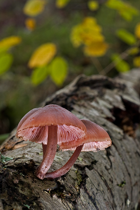 Mycena haematopus (Val Graveglia-GE)