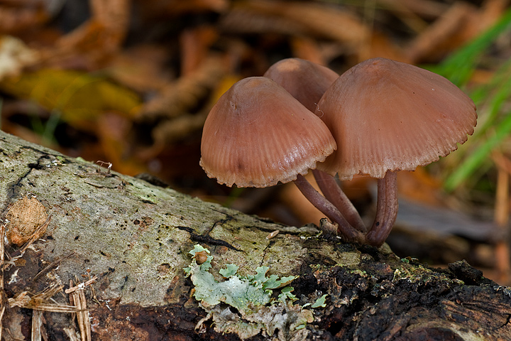 Mycena haematopus (Val Graveglia-GE)