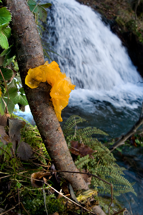 Tremella mesenterica (cfr. anche Tremella aurantia)