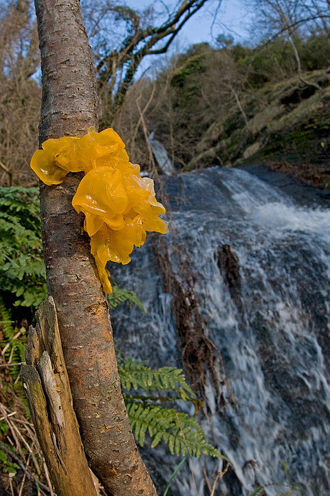 Tremella mesenterica (cfr. anche Tremella aurantia)