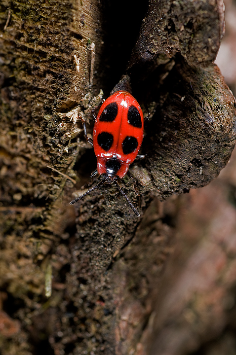 Non l''ho mai vista..ID??? Endomychus coccineus