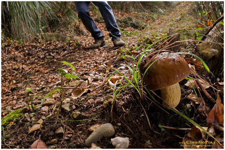 Boletus leccinum (???)