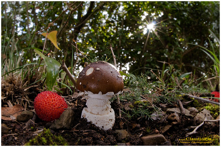 Amanita....???