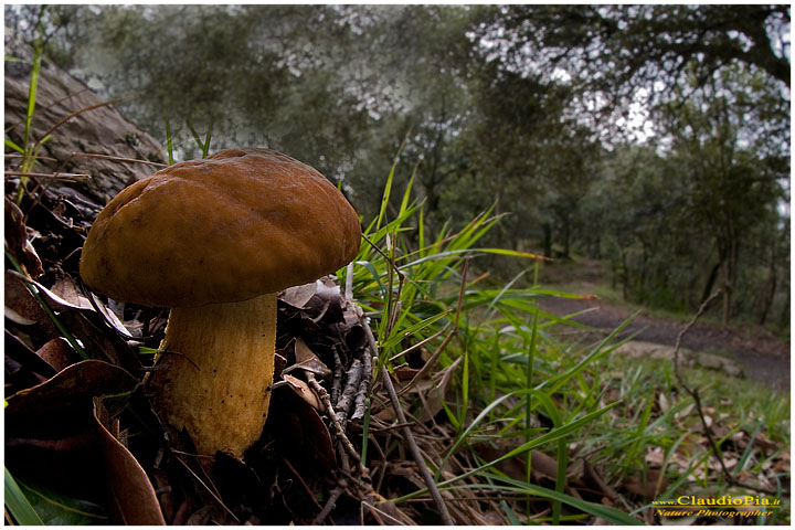 Boletus leccinum (???)