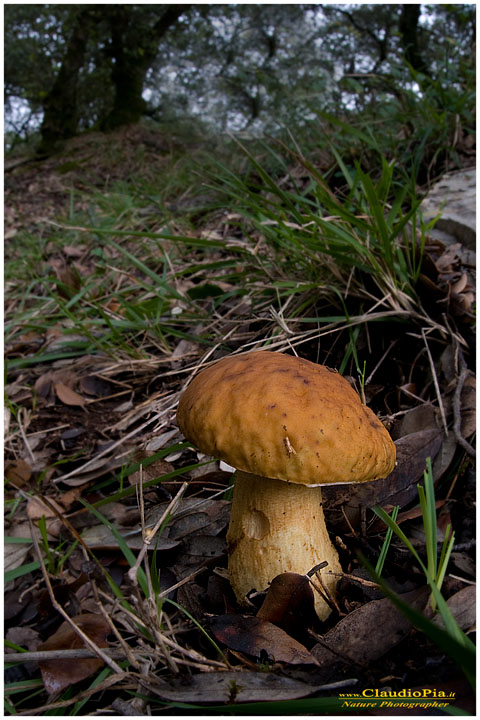 Boletus leccinum (???)