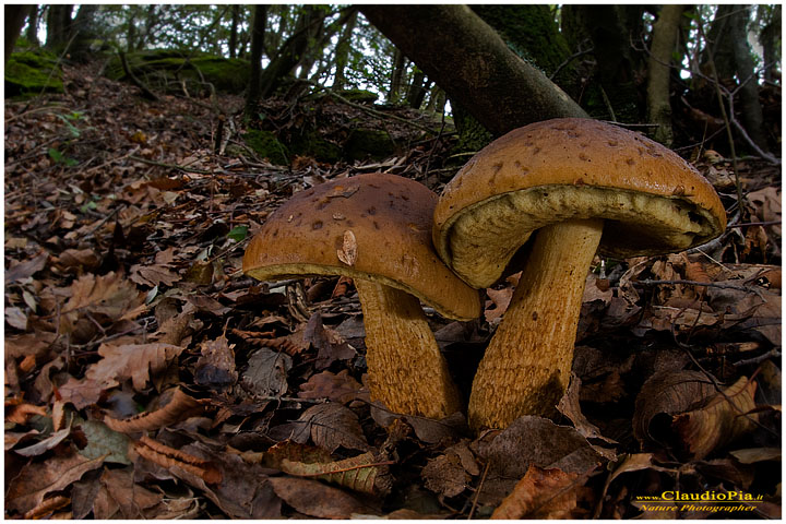 Boletus leccinum (???)