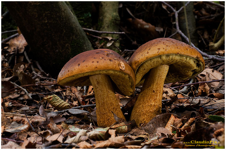 Boletus leccinum (???)