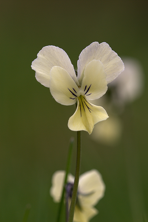 Viola etrusca / Viola etrusca