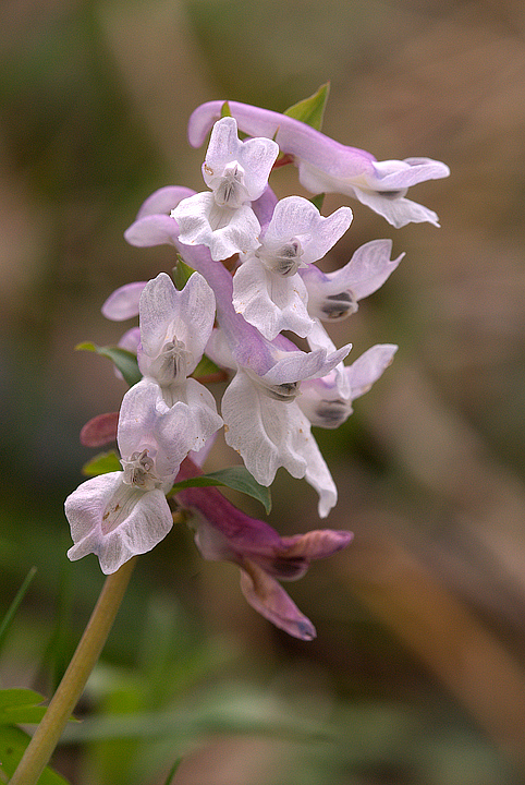 Corydalis cava / Colombina cava