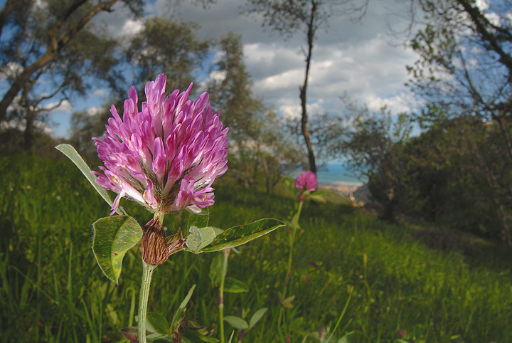 Trifolium pratense e Lotus corniculatus