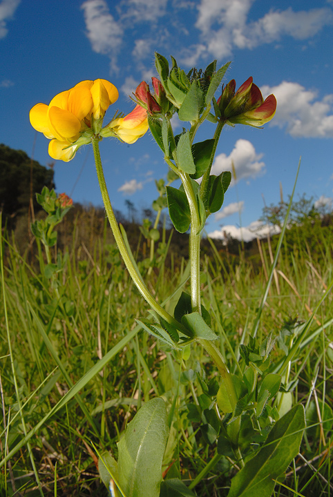 Trifolium pratense e Lotus corniculatus