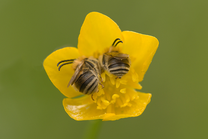 Maschi di Eucera o di Tetralonia