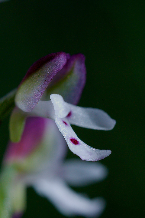 Orchis ustulata