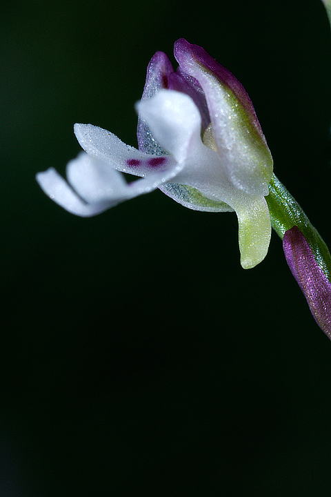 Orchis ustulata