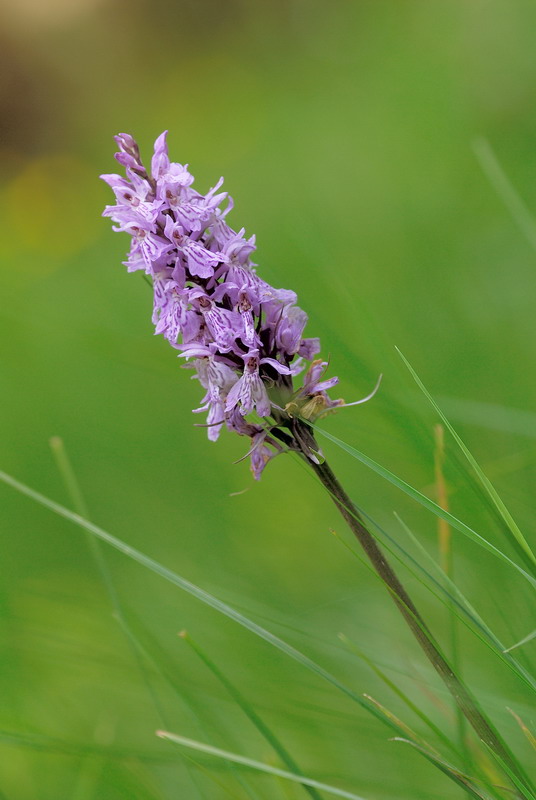 Dactylorhiza maculata