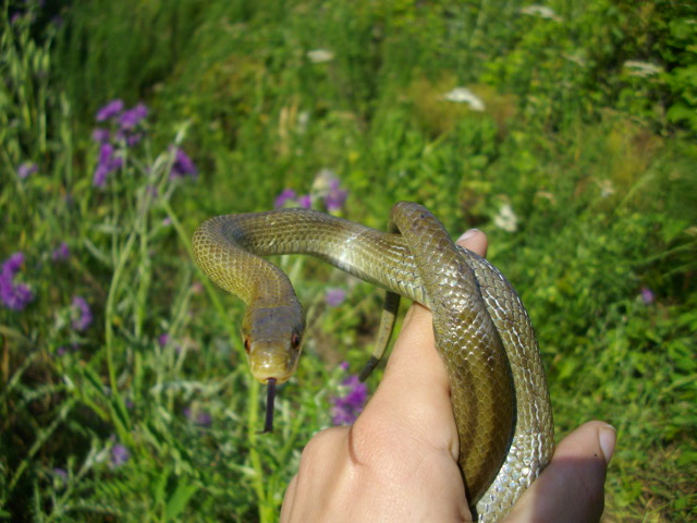 Saettone occhirossi (Zamenis lineatus)