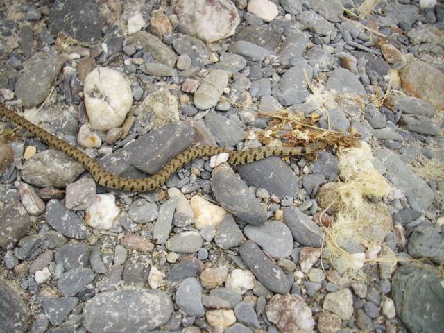 Natrix natrix sicula