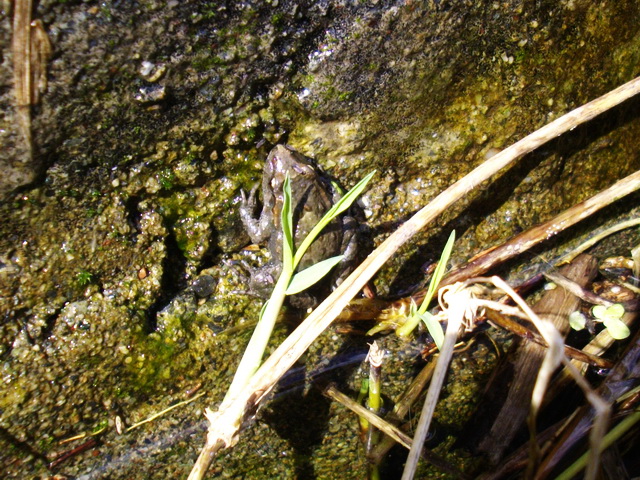 Discoglosso dipinto (Discoglossus pictus)