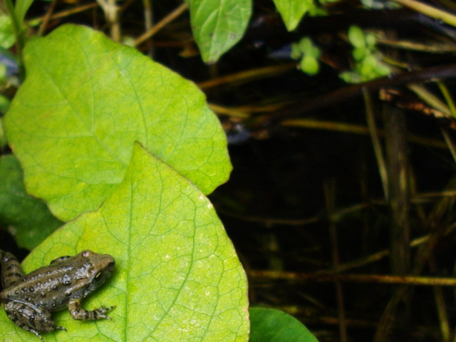 Discoglosso dipinto (Discoglossus pictus)