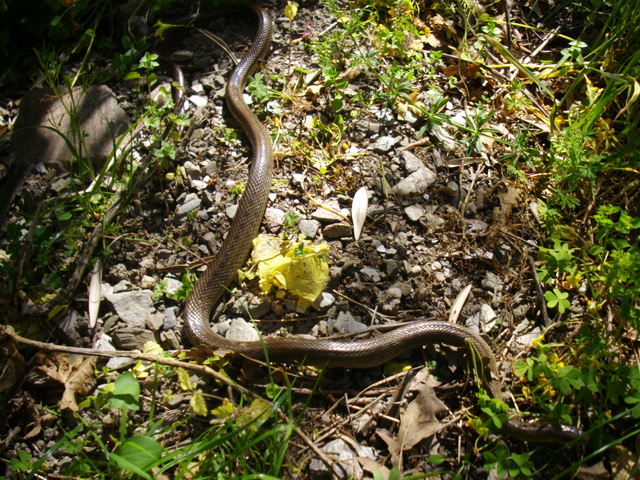 Zamenis lineatus al sole, ma poi al buio!