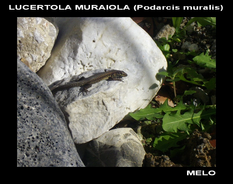 Qualche Podarcis muralis...