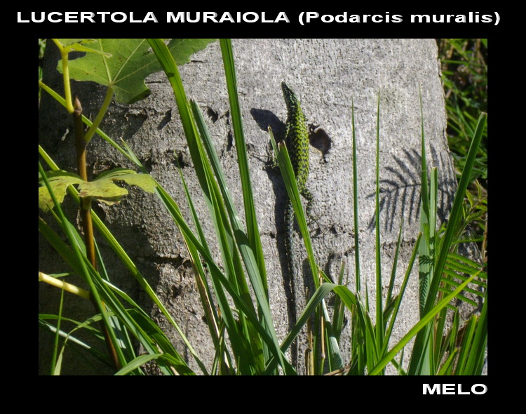 Qualche Podarcis muralis...