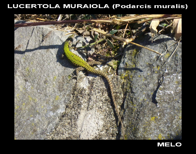 Qualche Podarcis muralis...