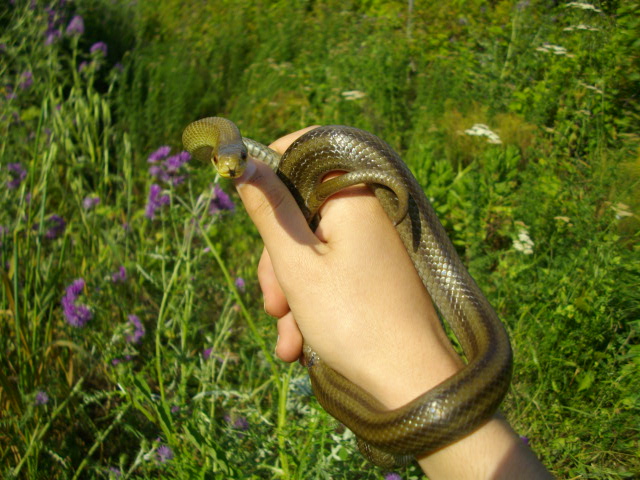 Saettone occhirossi (Zamenis lineatus)