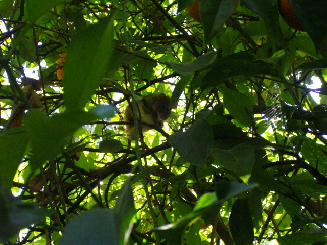 Ratto dei tetti (Rattus rattus frugivorus)