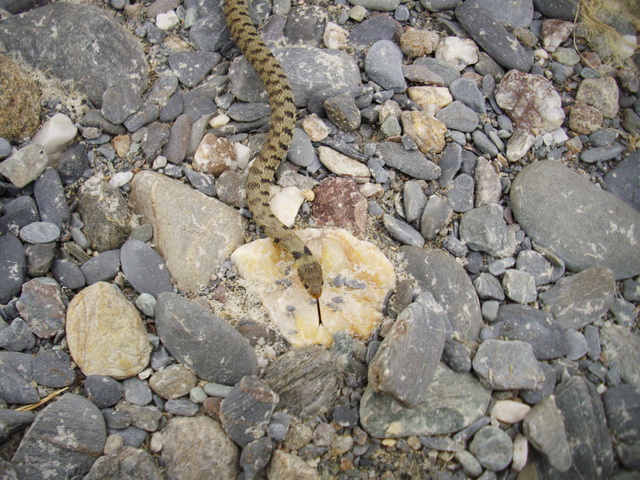 Natrix natrix sicula