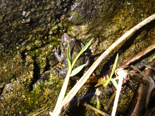 Discoglosso dipinto (Discoglossus pictus)