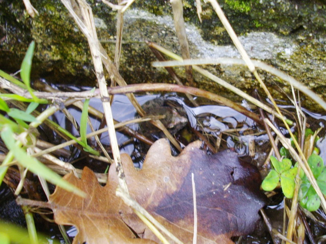 Discoglosso dipinto (Discoglossus pictus)