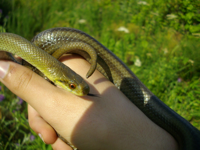 Saettone occhirossi (Zamenis lineatus)