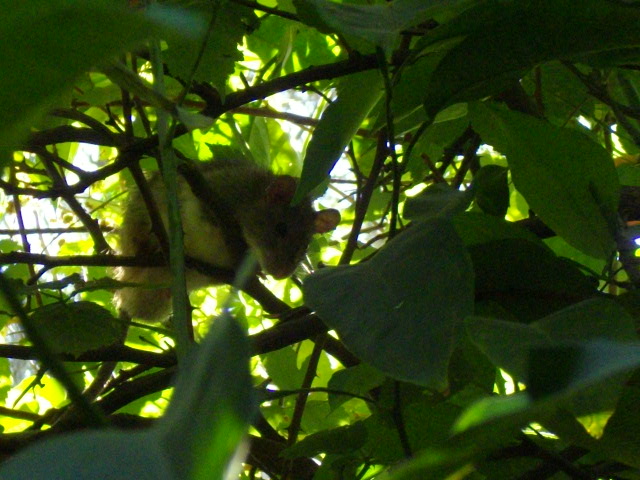 Ratto dei tetti (Rattus rattus frugivorus)