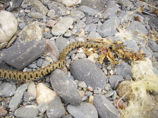 Natrix natrix sicula