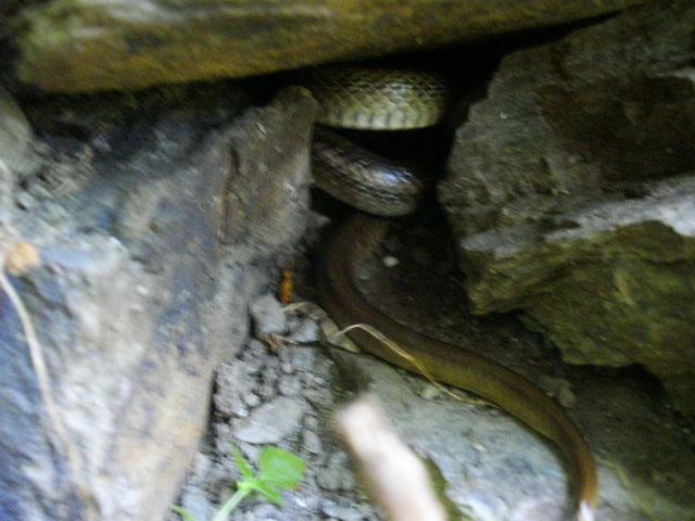 Zamenis lineatus al sole, ma poi al buio!