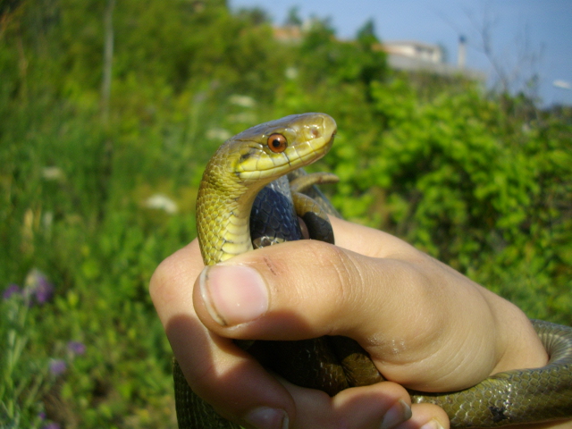 Saettone occhirossi (Zamenis lineatus)