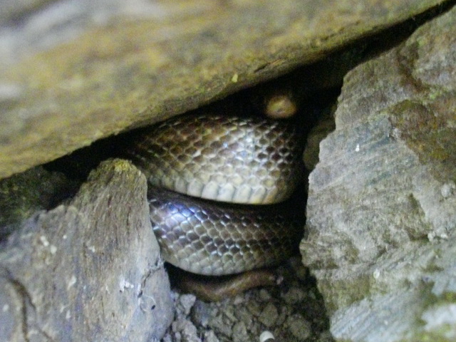 Zamenis lineatus al sole, ma poi al buio!