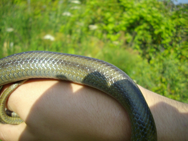 Saettone occhirossi (Zamenis lineatus)