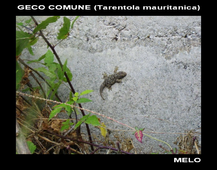 Geco ben mimetizzato...