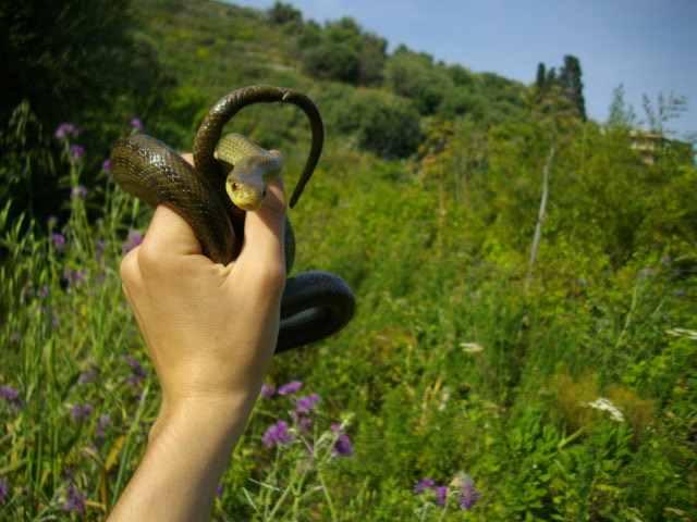 Saettone occhirossi (Zamenis lineatus)