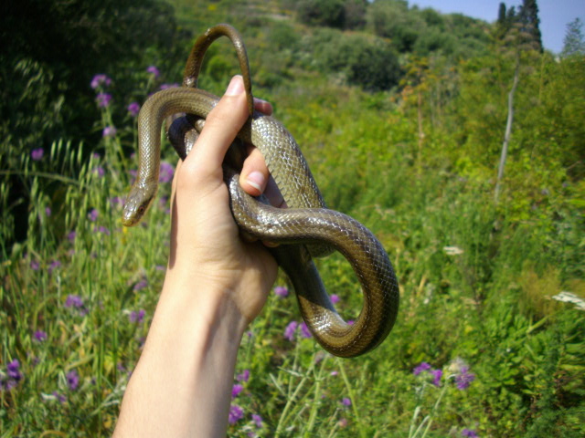 Saettone occhirossi (Zamenis lineatus)