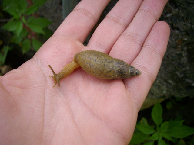 Poiretia dilatata - Messina