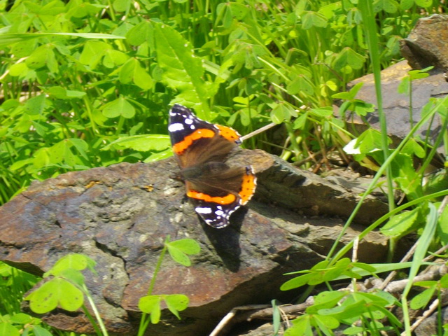 Farfalla da identificare - Vanessa atalanta